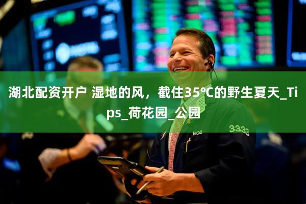 湖北配资开户 湿地的风，截住35℃的野生夏天_Tips_荷花园_公园